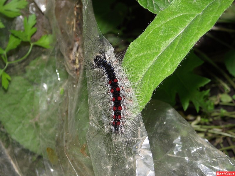 Orgyia Antiqua гусеница