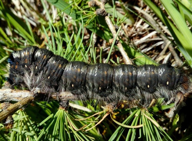 Calliteara pudibunda