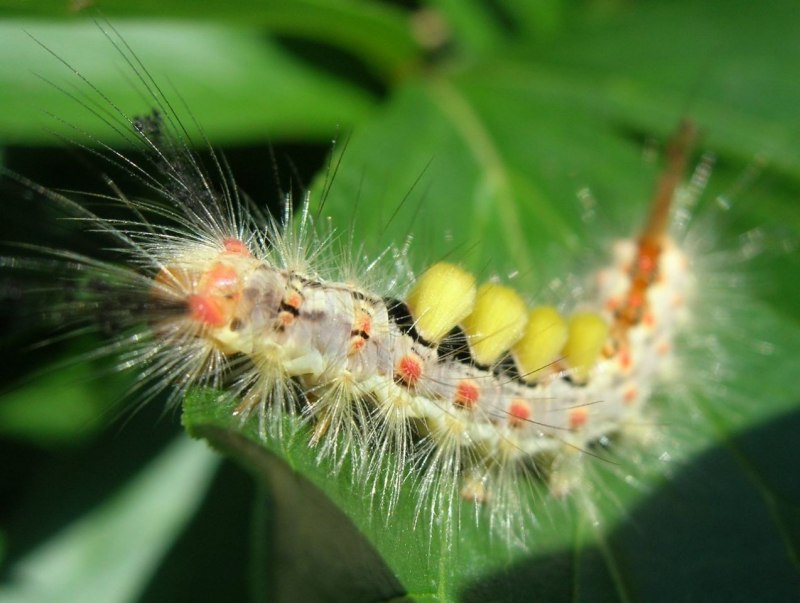 Orgyia Antiqua гусеница