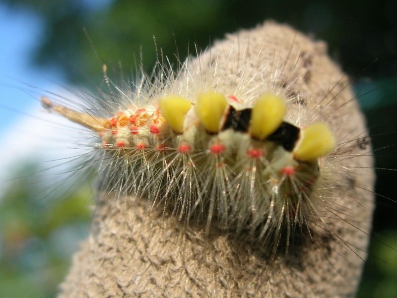 Orgyia Antiqua гусеница