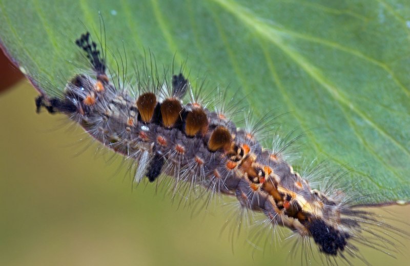 Волнянка античная Orgyia Antiqua