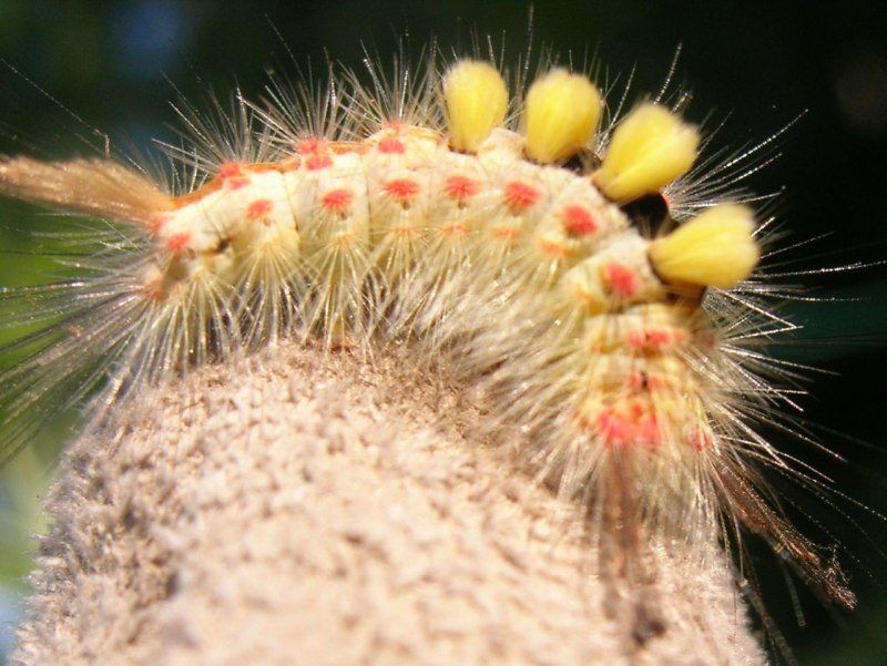 . Волнянки (Lymantriidae).