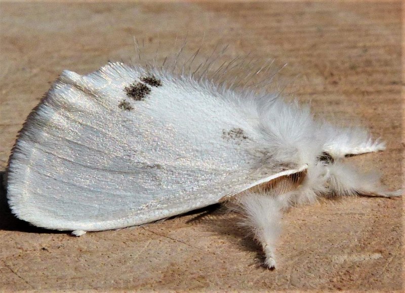 Гусеница Gynaephora