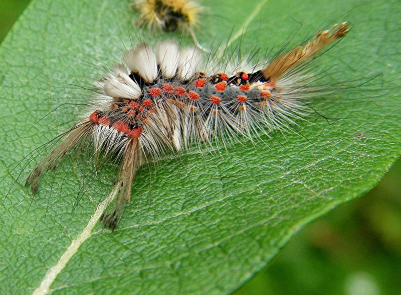 Златогузка - Euproctis chrysorrhoea l.