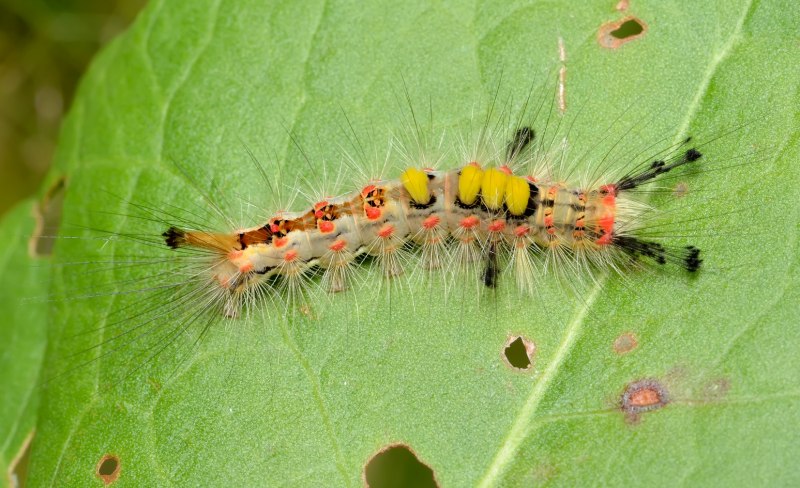 Волнянка античная Orgyia Antiqua