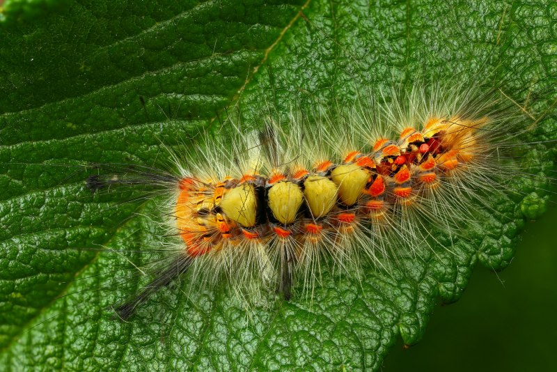Волнянка античная Orgyia Antiqua