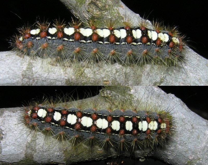 Orgyia Antiqua