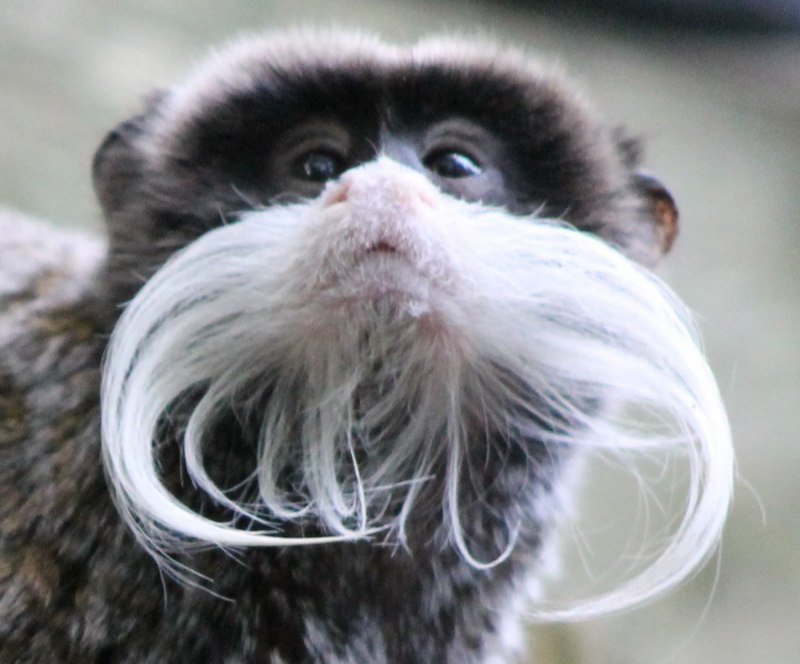 Emperor Tamarin Wilhelm