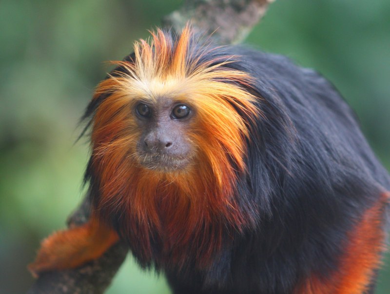 Saguinus mystax