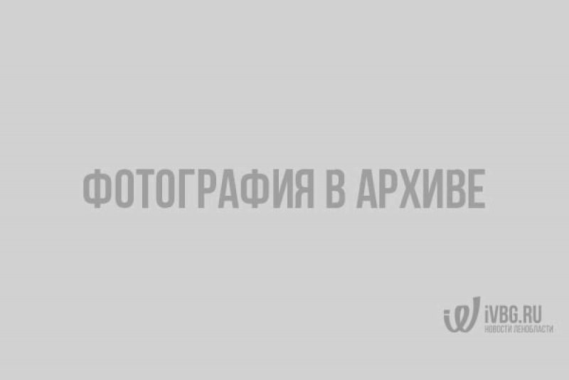 Кольчатая Нерпа Балтийский подвид
