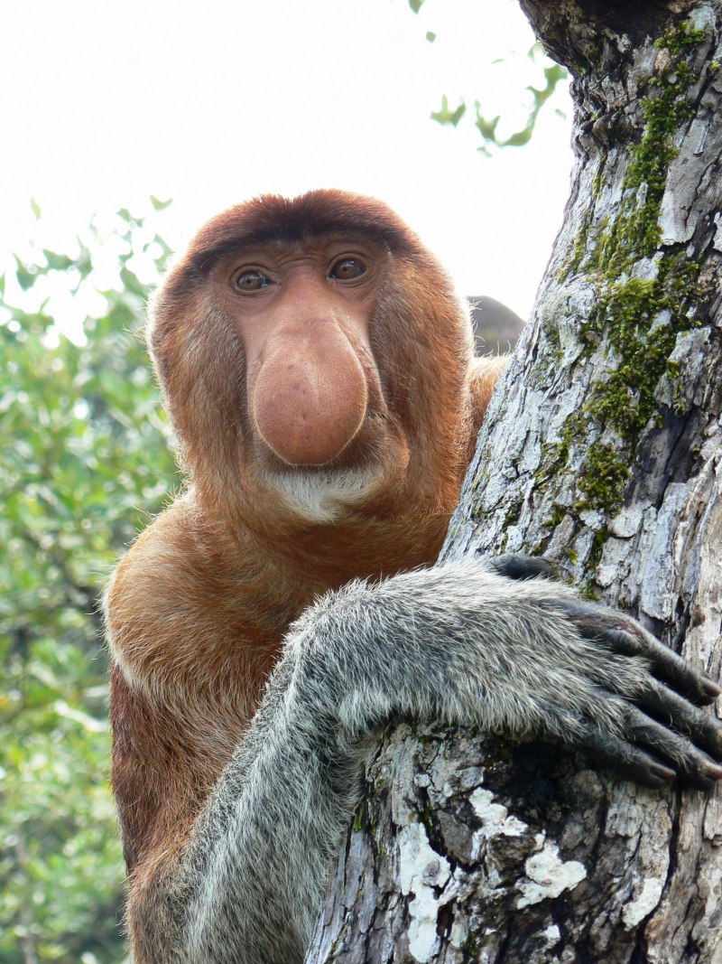 Wobbly Nosed proboscis Monkey