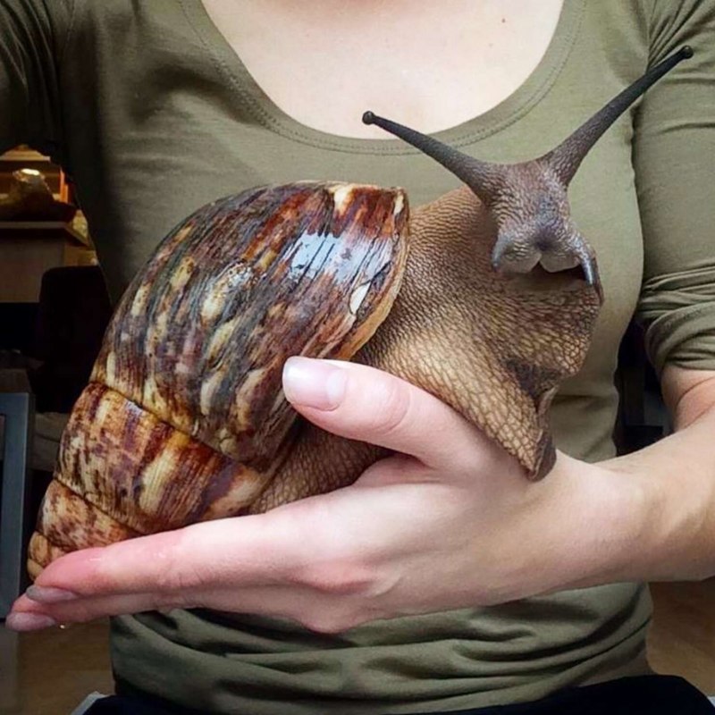 Ахатина гигантская улитка