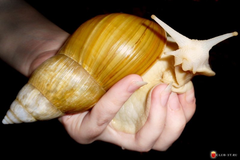 Achatina Fulica sinistrosa
