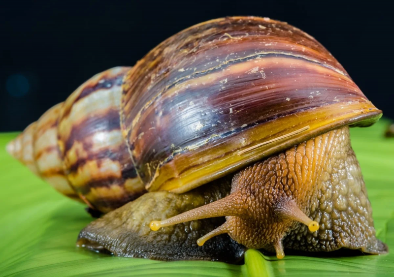 Ахатина гигантская Achatina Fulica