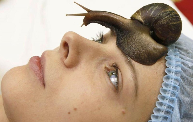 Achatina craveni