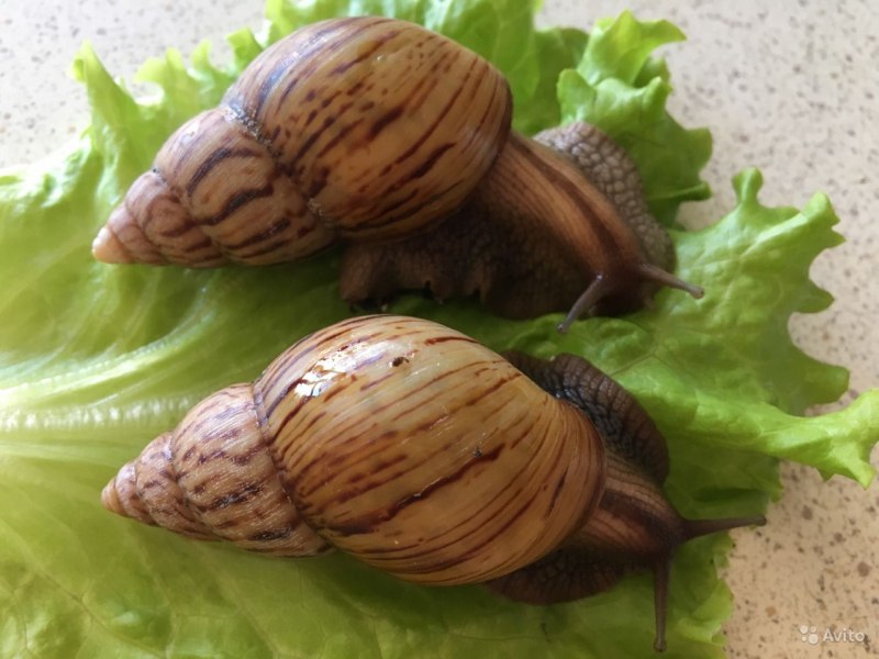Ахатина гигантская Achatina Fulica