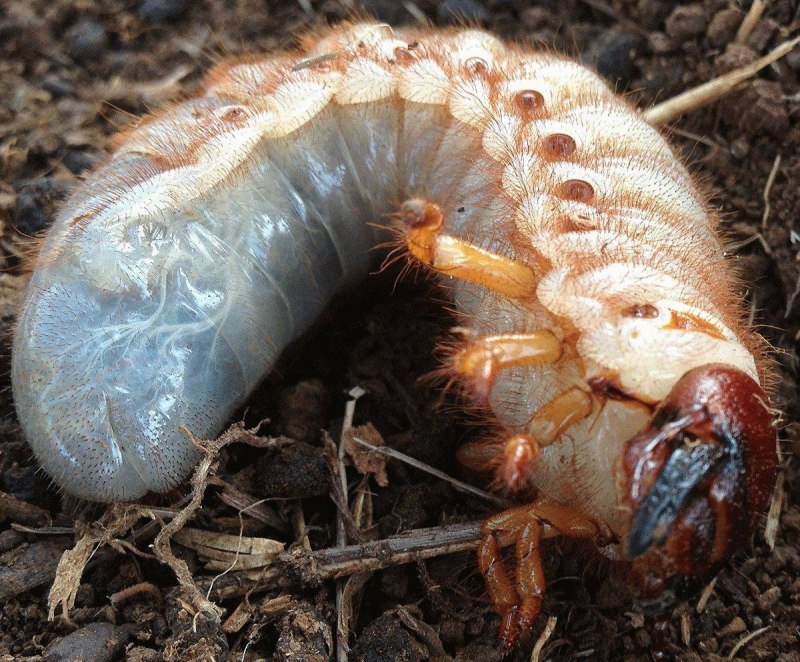 Oryctes nasicornis Жук-носорог