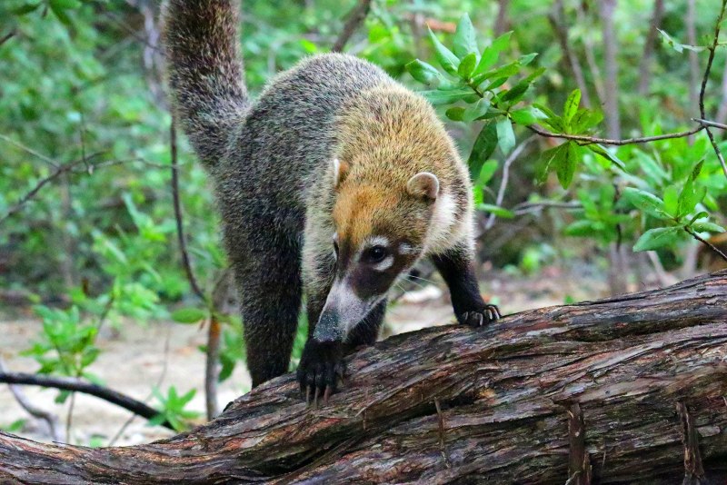 Coatimundi
