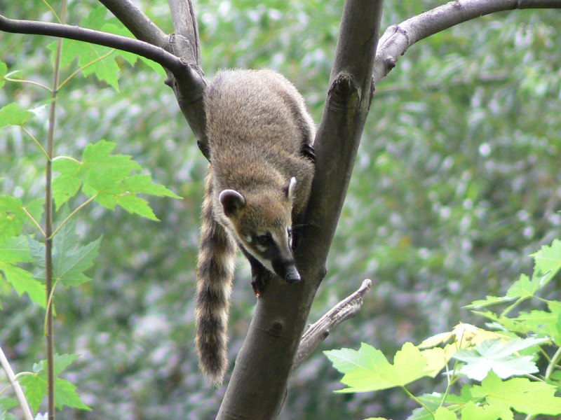 Косумельский енот