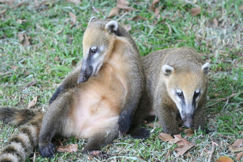 Коати детеныш