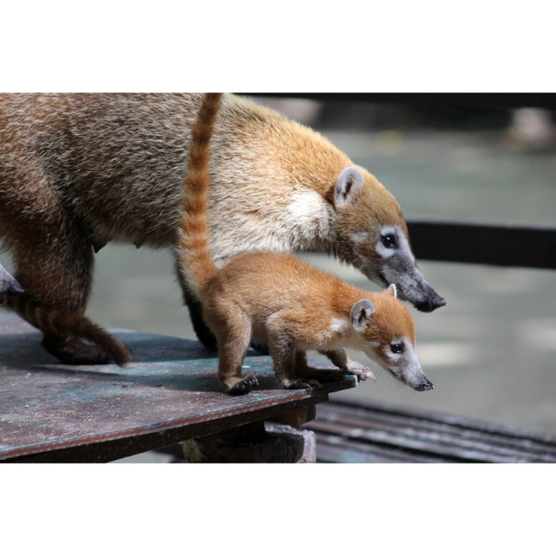 Носуха коати