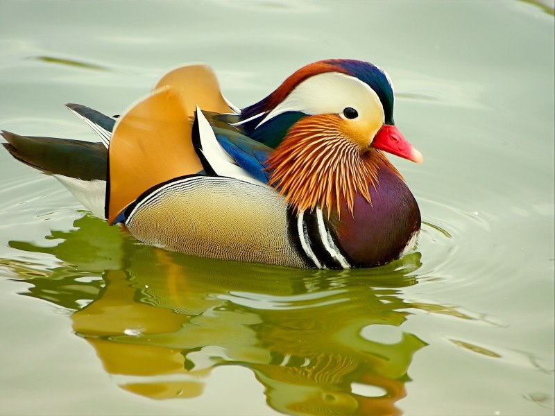 «Утка Мандаринка (Aix galericulata