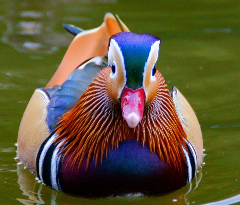 «Утка Мандаринка (Aix galericulata