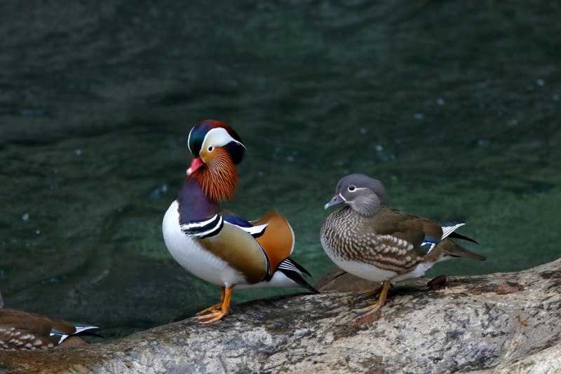 «Утка Мандаринка (Aix galericulata