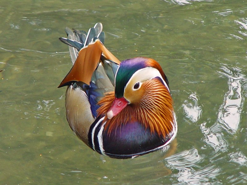 «Утка Мандаринка (Aix galericulata