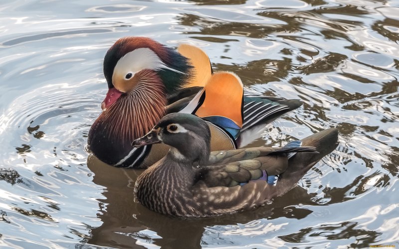«Утка Мандаринка (Aix galericulata