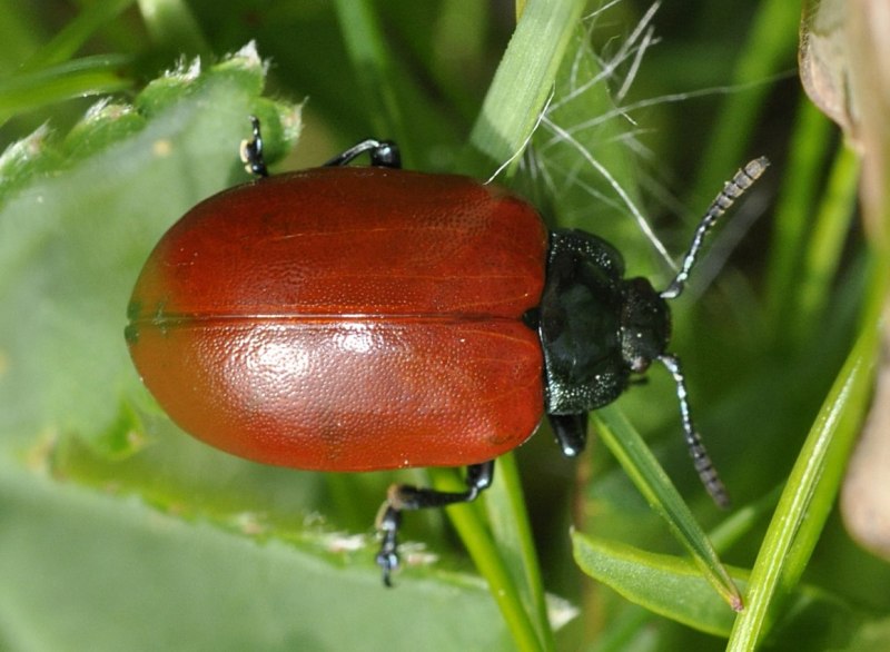 Chrysomela Populi