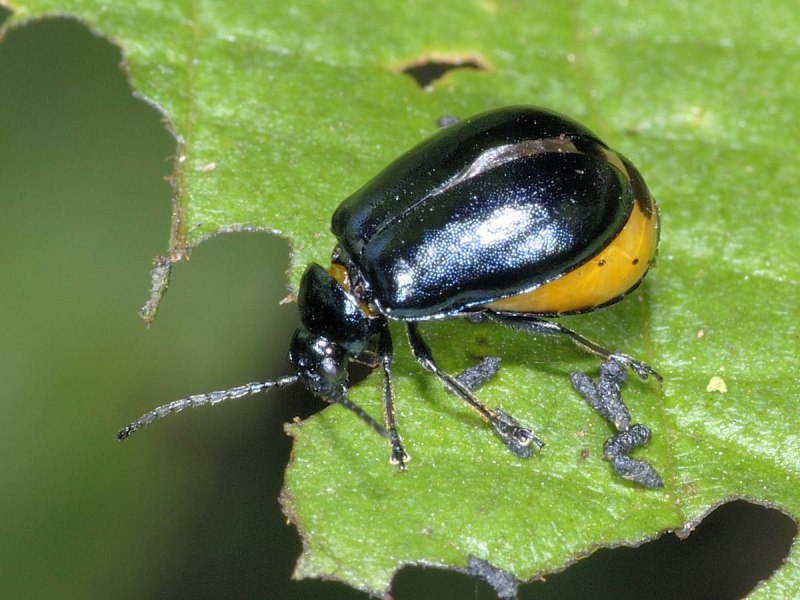 Красногрудая пьявица (Oulema melanopus)