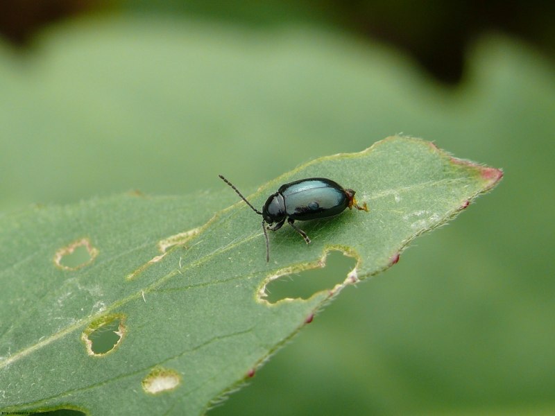 Жук Листоед (Leptinotarsa decemlineata )
