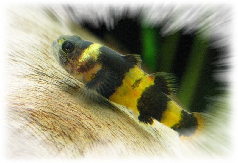 Brachygobius doriae