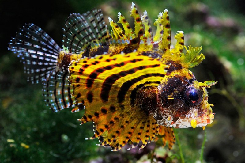 Мандаринка глазчатая, m /Synchiropus ocellatus