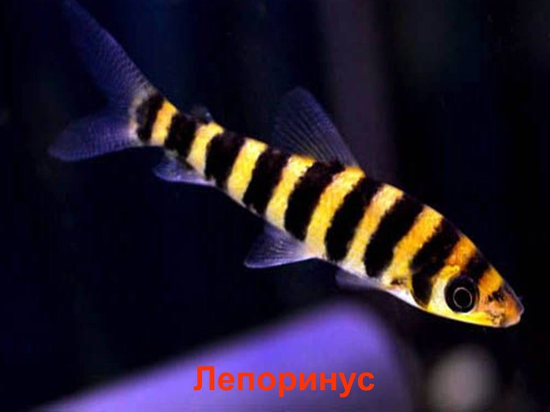 Улов бычка