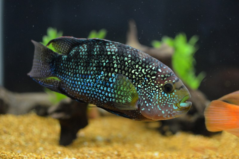 Gobiodon citrinus