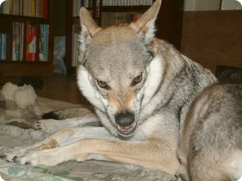 Wolfdog порода