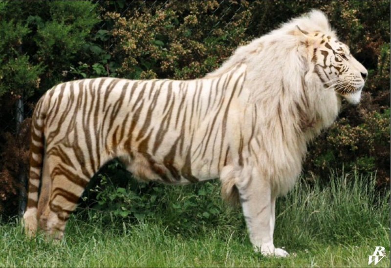 Королевский гепард