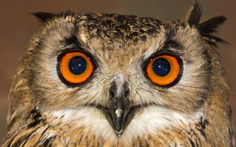 Пятнистая Сова Strix occidentalis