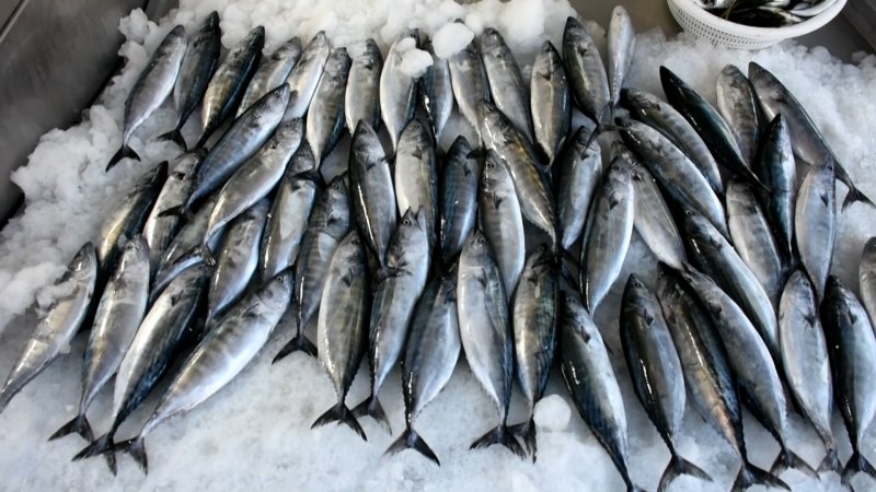 Atlantic bonito