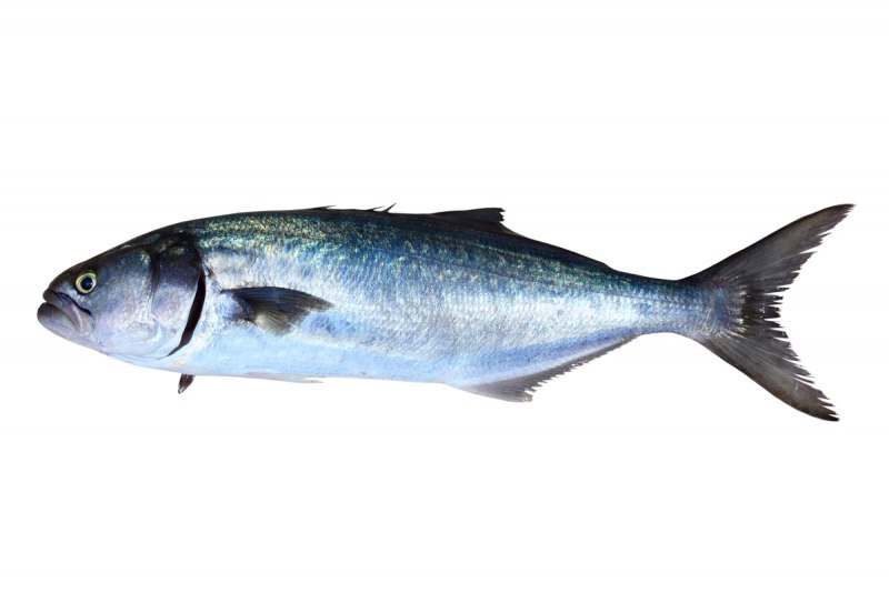 Thunnus Atlanticus