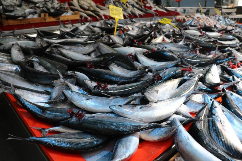 Torik Fish в Турции