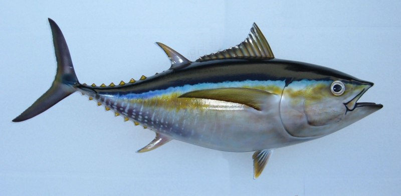 Roughead Grenadier Fish