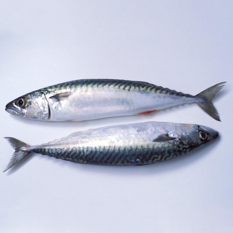Tilovlarin satislari