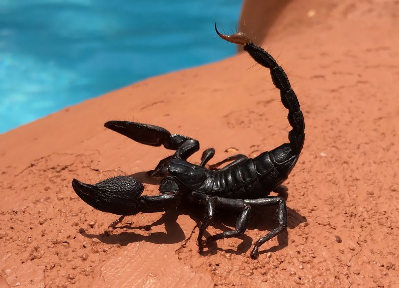 Uroplectes lineatus, Скорпион