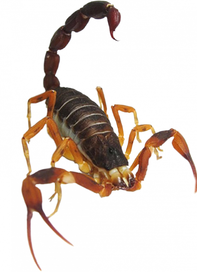 Скорпион Hottentotta
