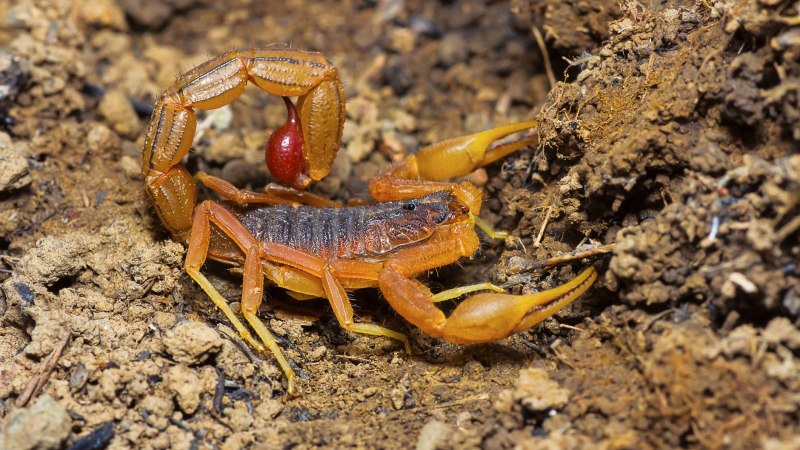 Скорпион Microbothus pusillus