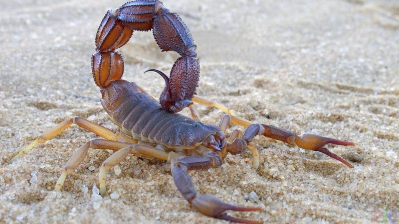 Heterometrus cyaneus