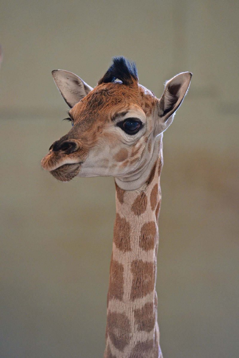 Член жирафа фото